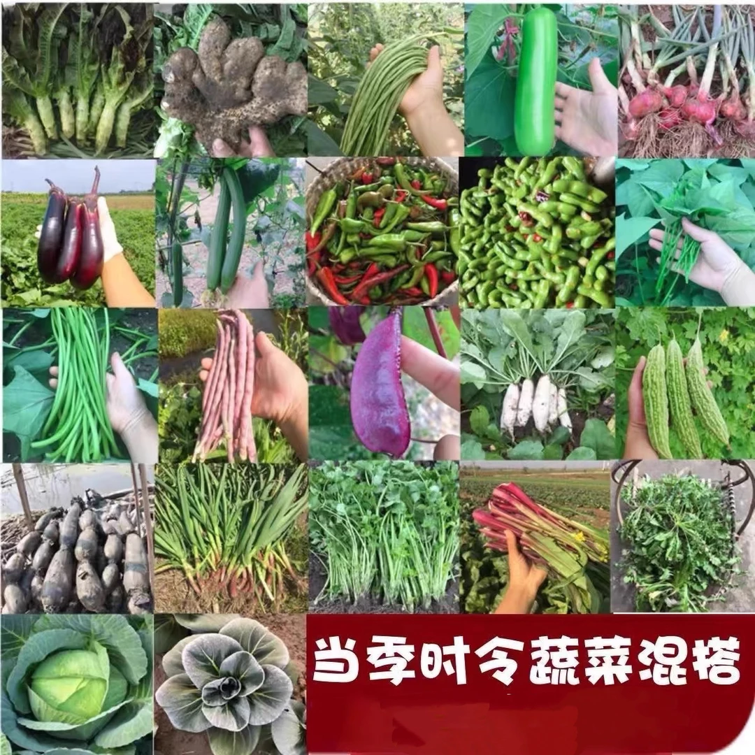 农家新鲜当季蔬菜时令蔬菜买家随意选择搭配组合随意