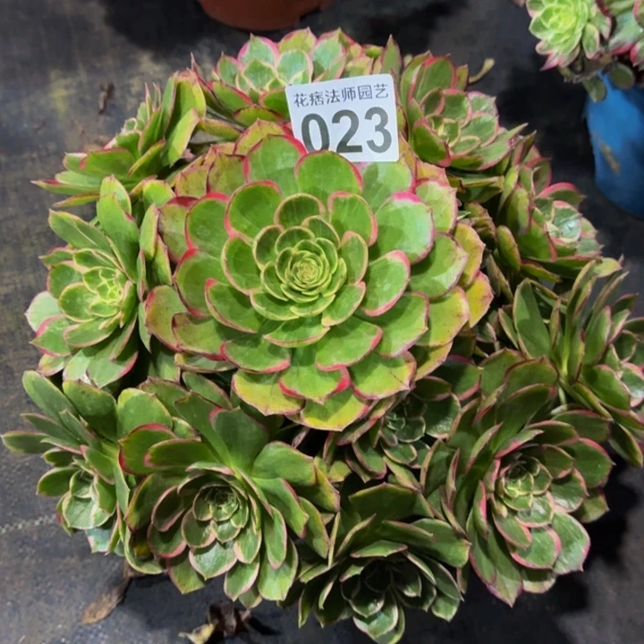 粉花妖023000000000