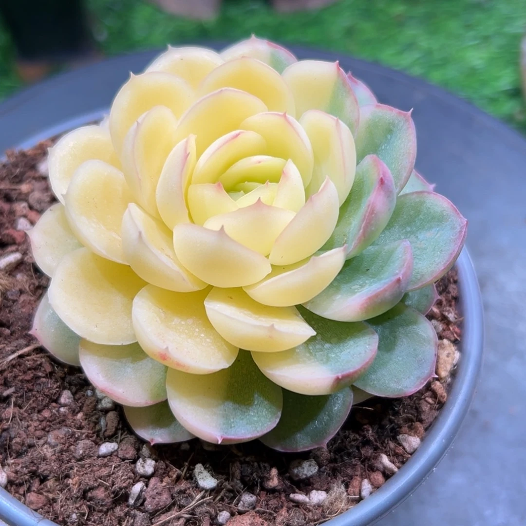 草莓冰锦，一物一拍。