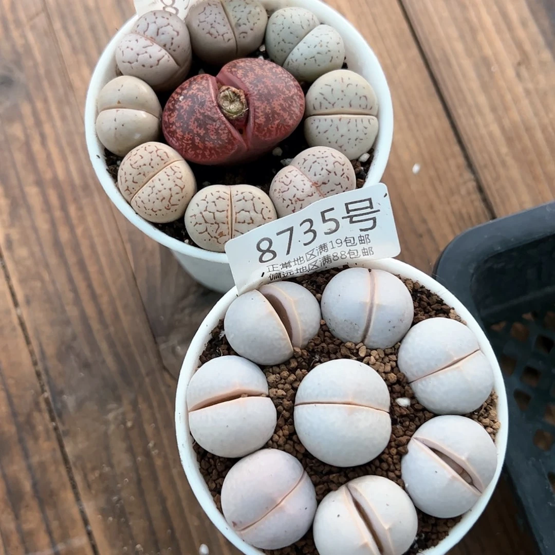 8735.8529两盆大白，酒红，高尔夫