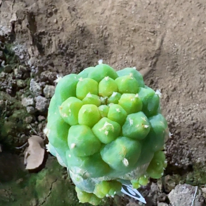 870大尤仙仙人球