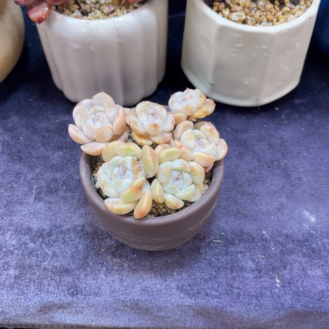 沿***~汉堡 七公分 带盆