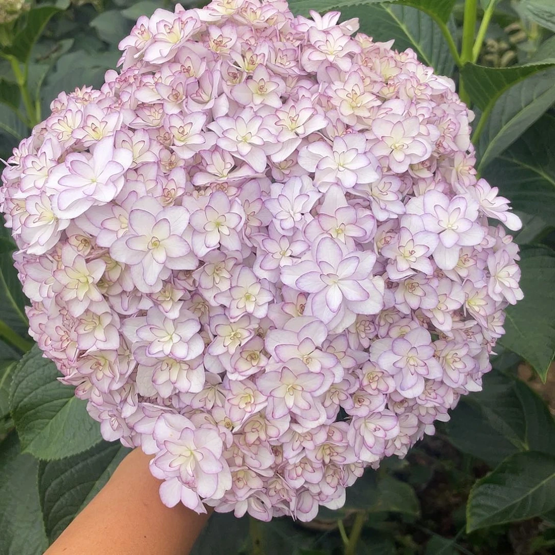 完全开放绣球切花一物一拍3枝起包邮，27