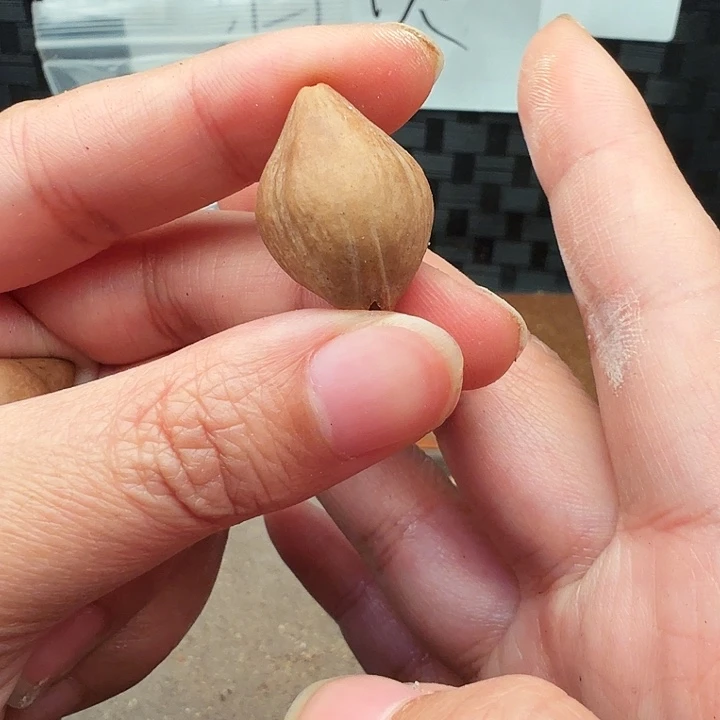 手串/手链橄榄核橄榄