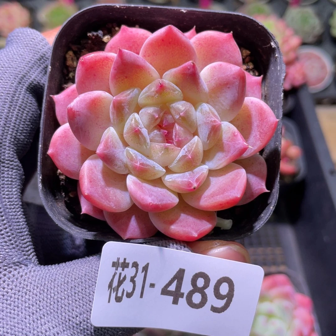 花利美31-489秘境冰魄