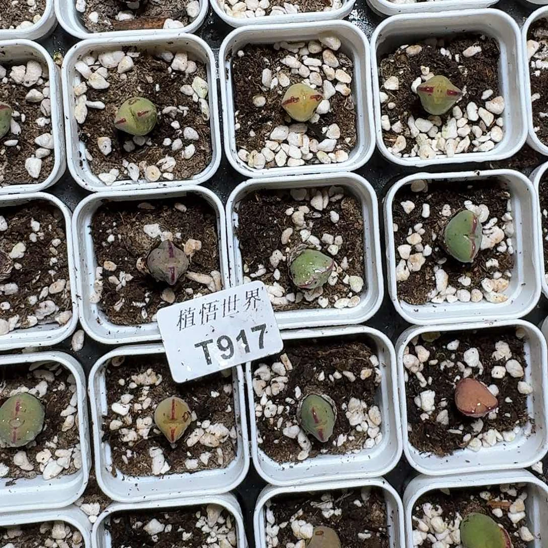 1颗一组量拍多肉植物