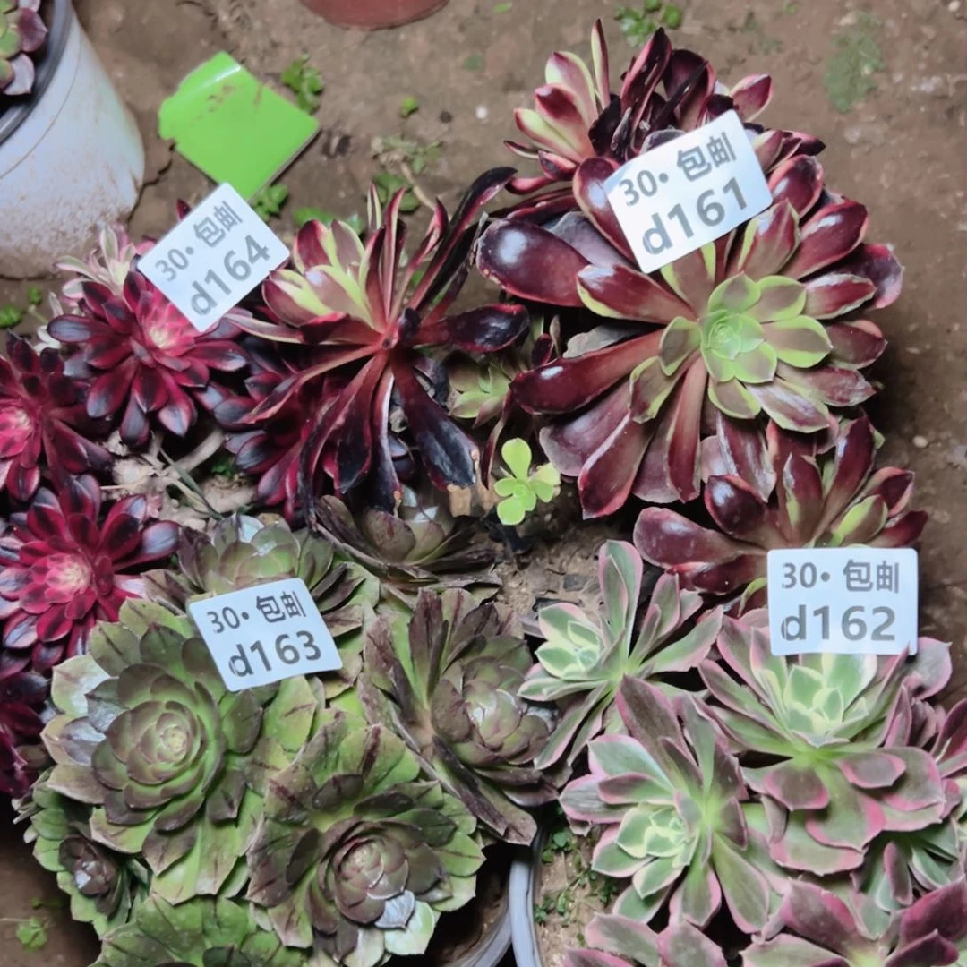 雅****84颗多肉法师