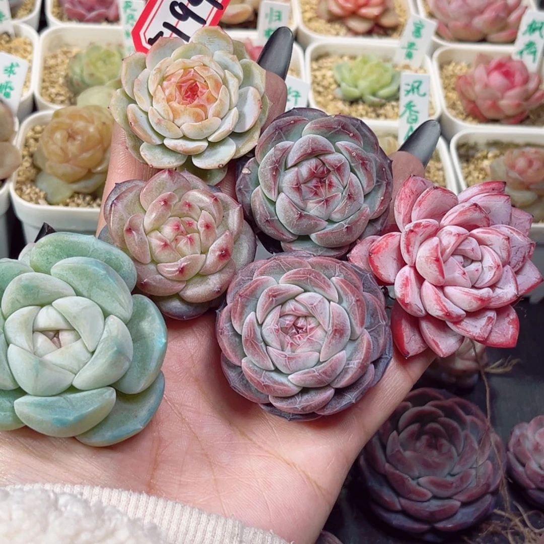 Y****活E194一物一拍 组6