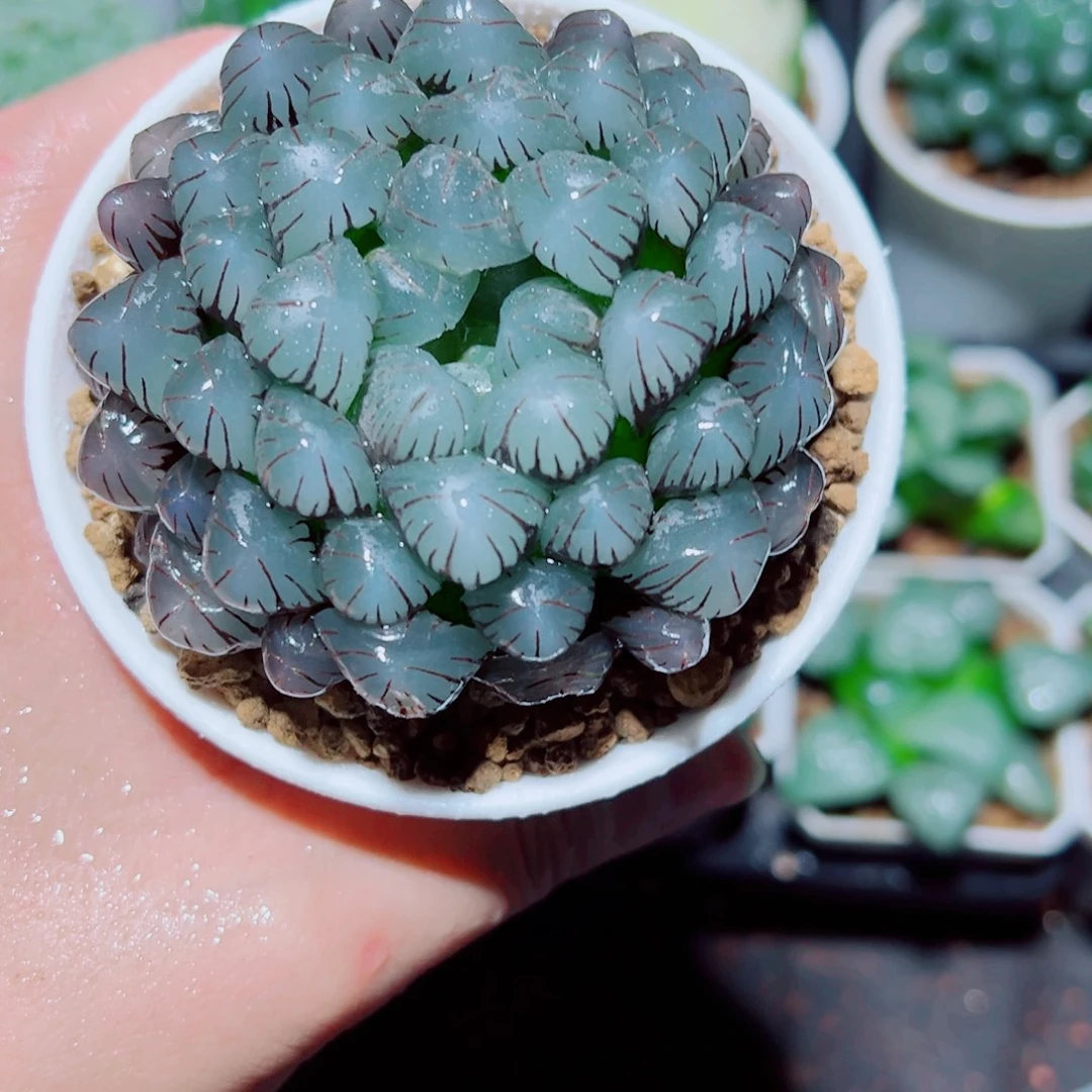 母本紫姬玉露多肉