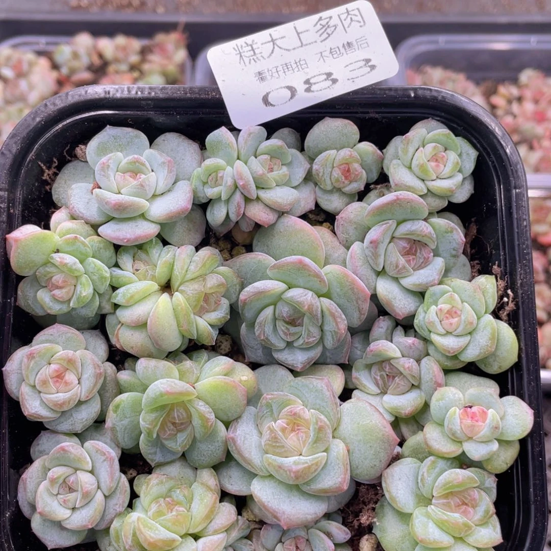 糕大上多肉植物83