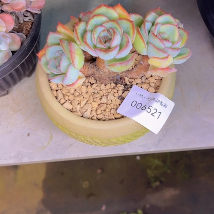 茉***莉多肉一物一拍6521