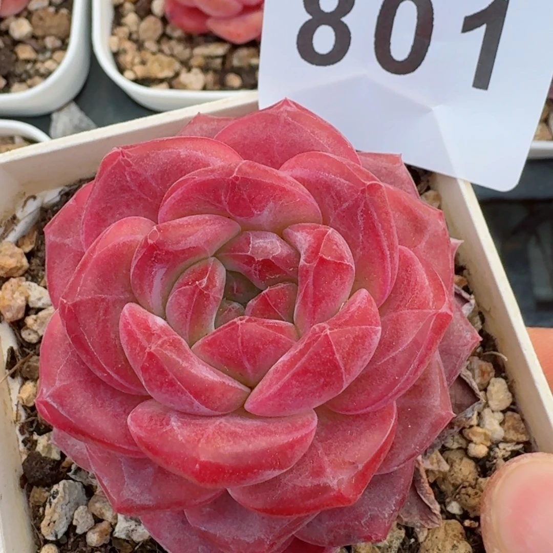 灯芯琥珀       多肉植物