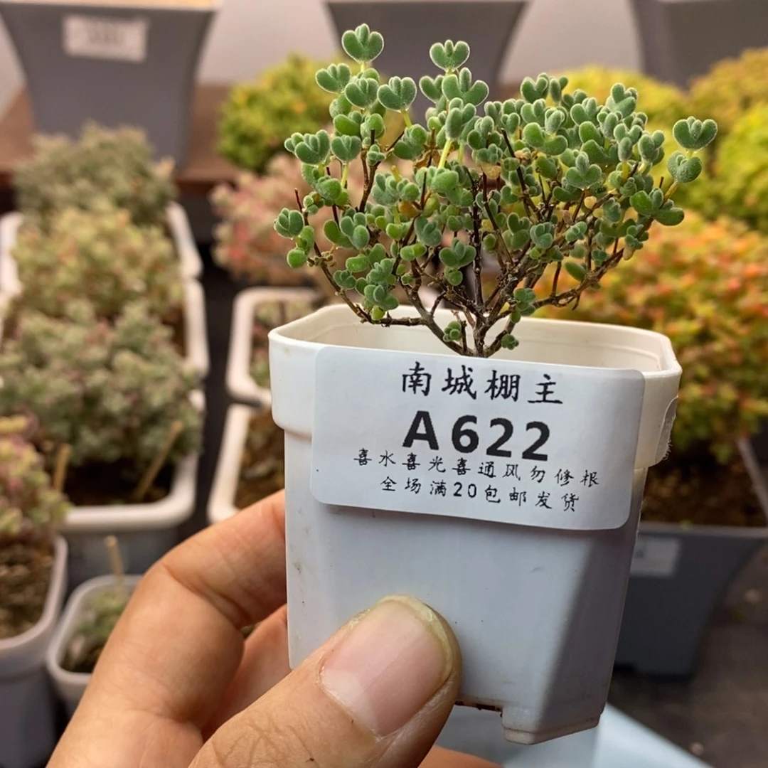 622实生莱斯枝干