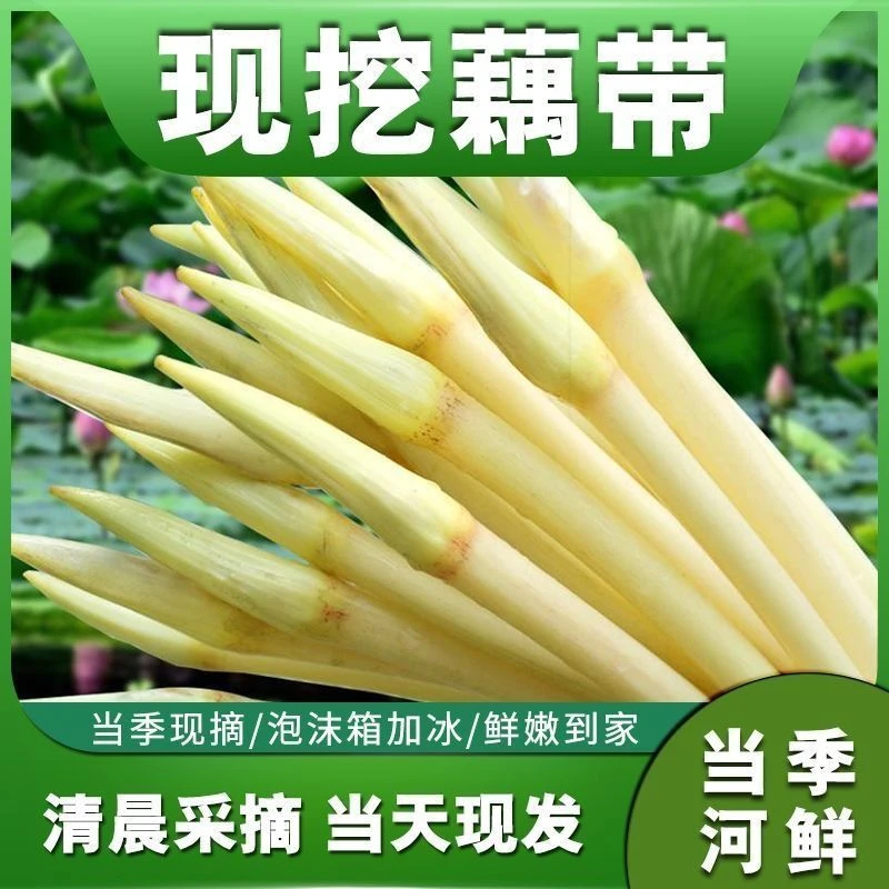 【顺丰包邮】湖北特产洪湖新鲜藕带藕肠藕尖产地现抽现发脆嫩好吃