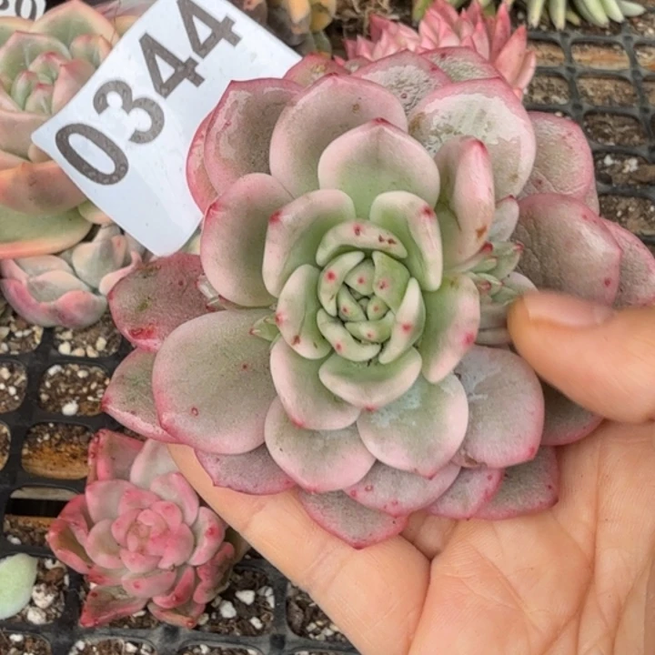 爱丽儿锦多肉头盖锦满18包邮当场凑单