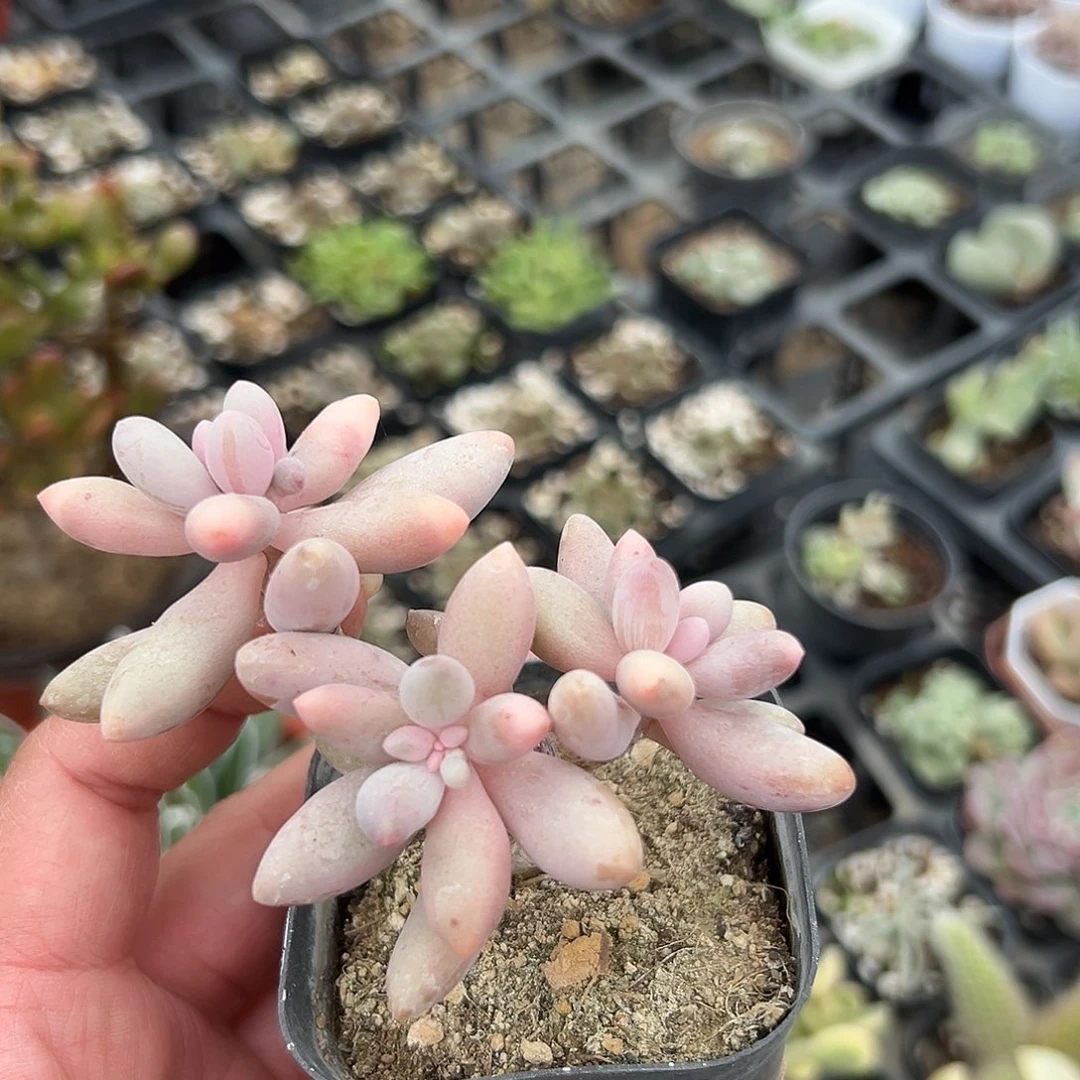 多肉植物多肉植物