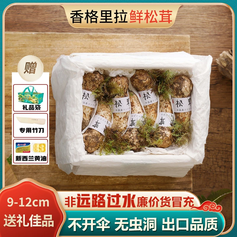 【香格里拉松茸9-12cm】蟹小乔精品新鲜云南菌子不开伞无虫眼顺丰
