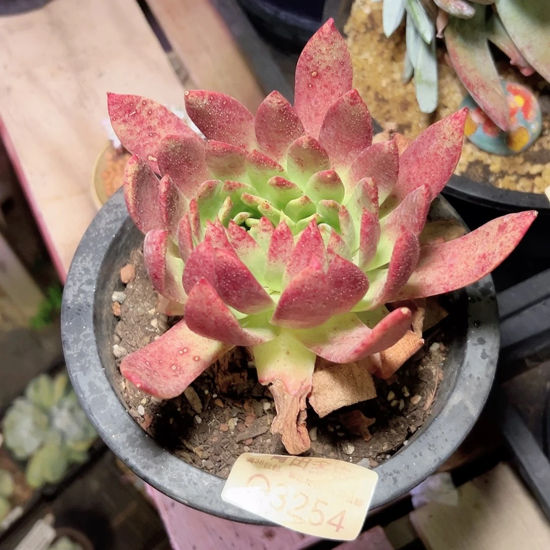 小鹿多肉一物一拍3254