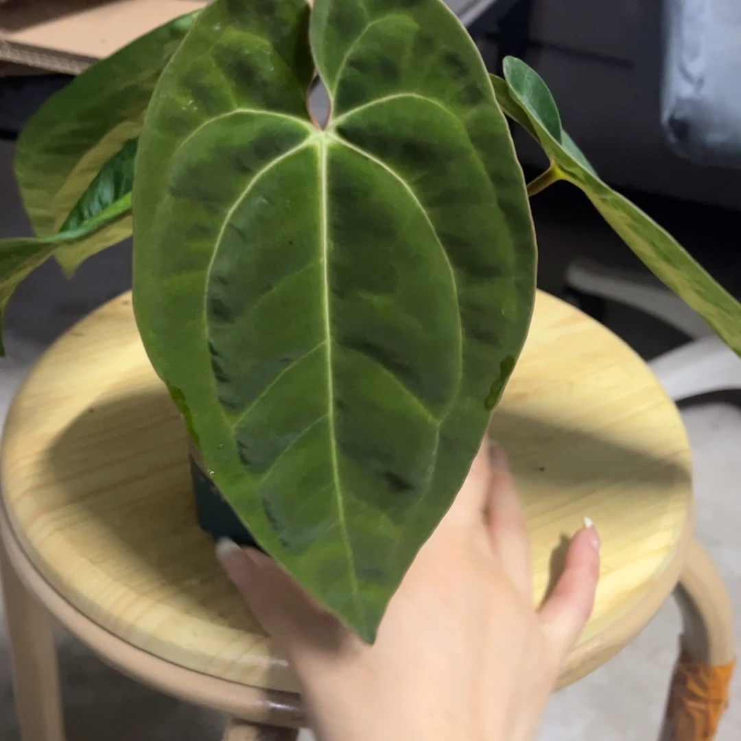 无花朵24 贝斯杂加通湖（活动两颗包邮 不售后）