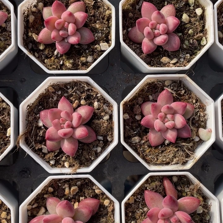 金鱼姬单头一颗冠幅3厘米20包邮新疆西藏不发