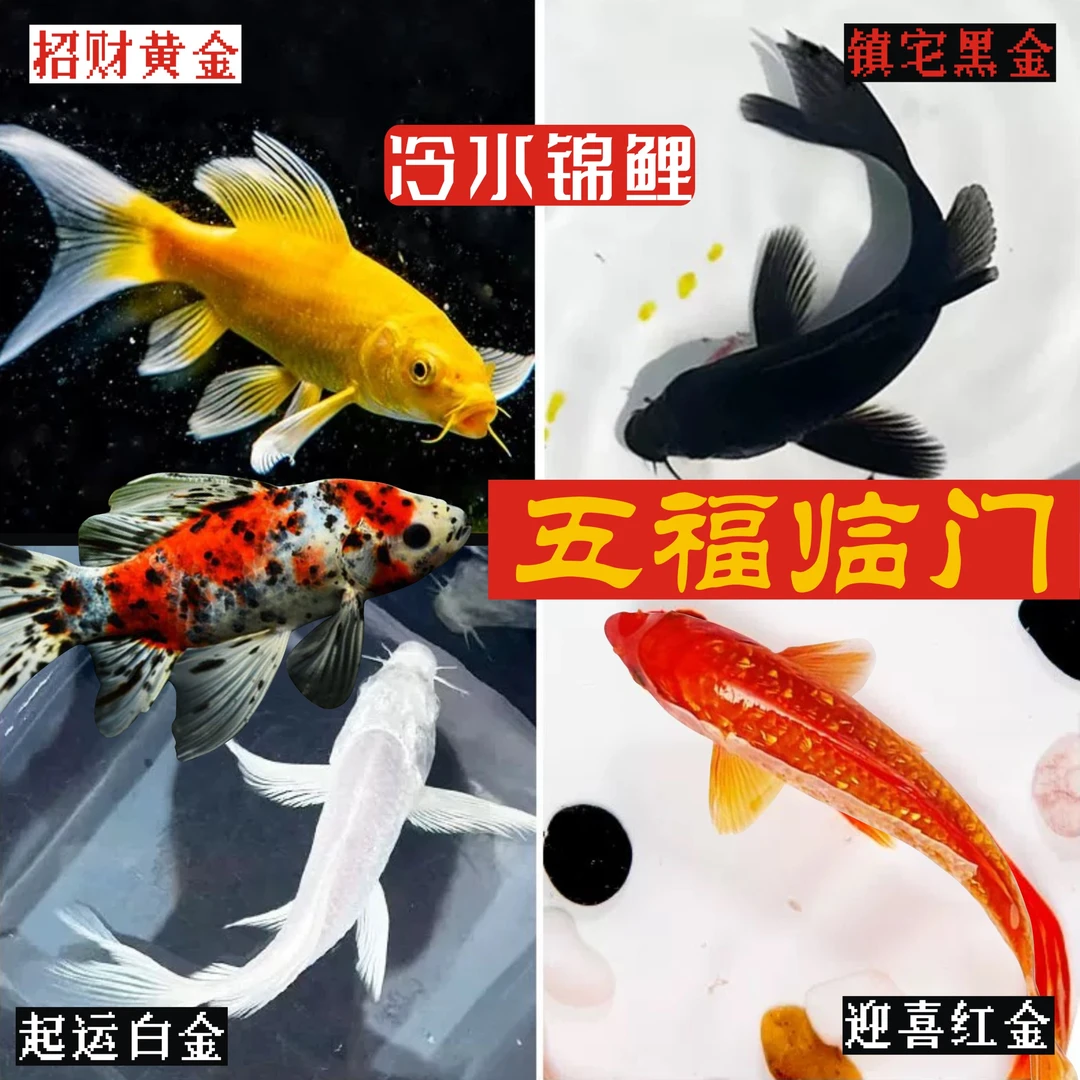 锦鲤鱼 活鱼纯种招财鱼冷水观赏鱼 好养耐活金鱼小锦鲤淡水红鲤鱼