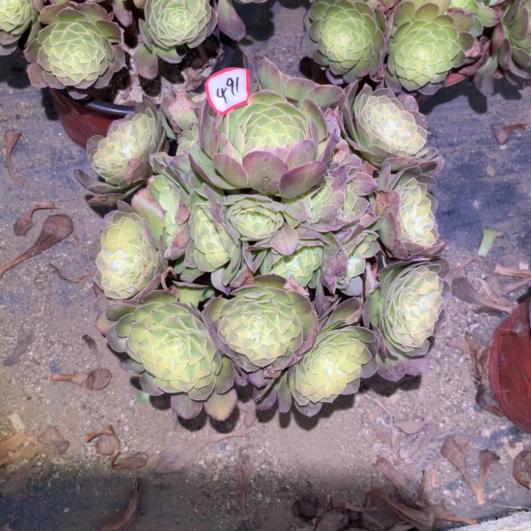 蜉***-491多肉植物雨荷法师