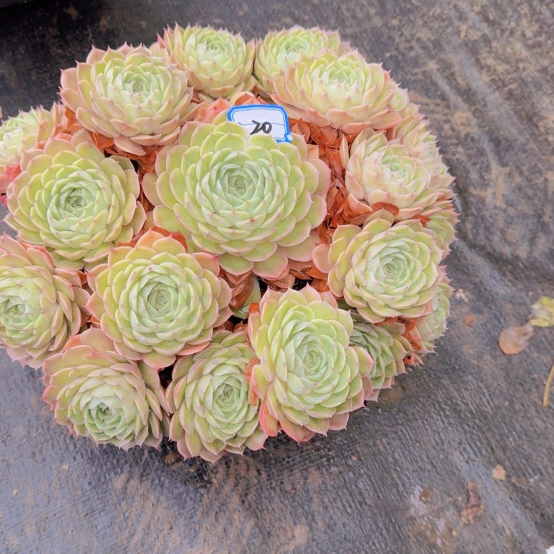 20昂斯诺多肉植物保护，我