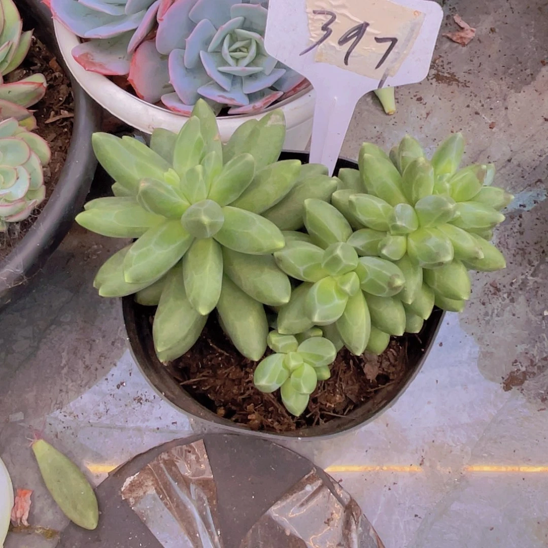 考***想00000000000000397