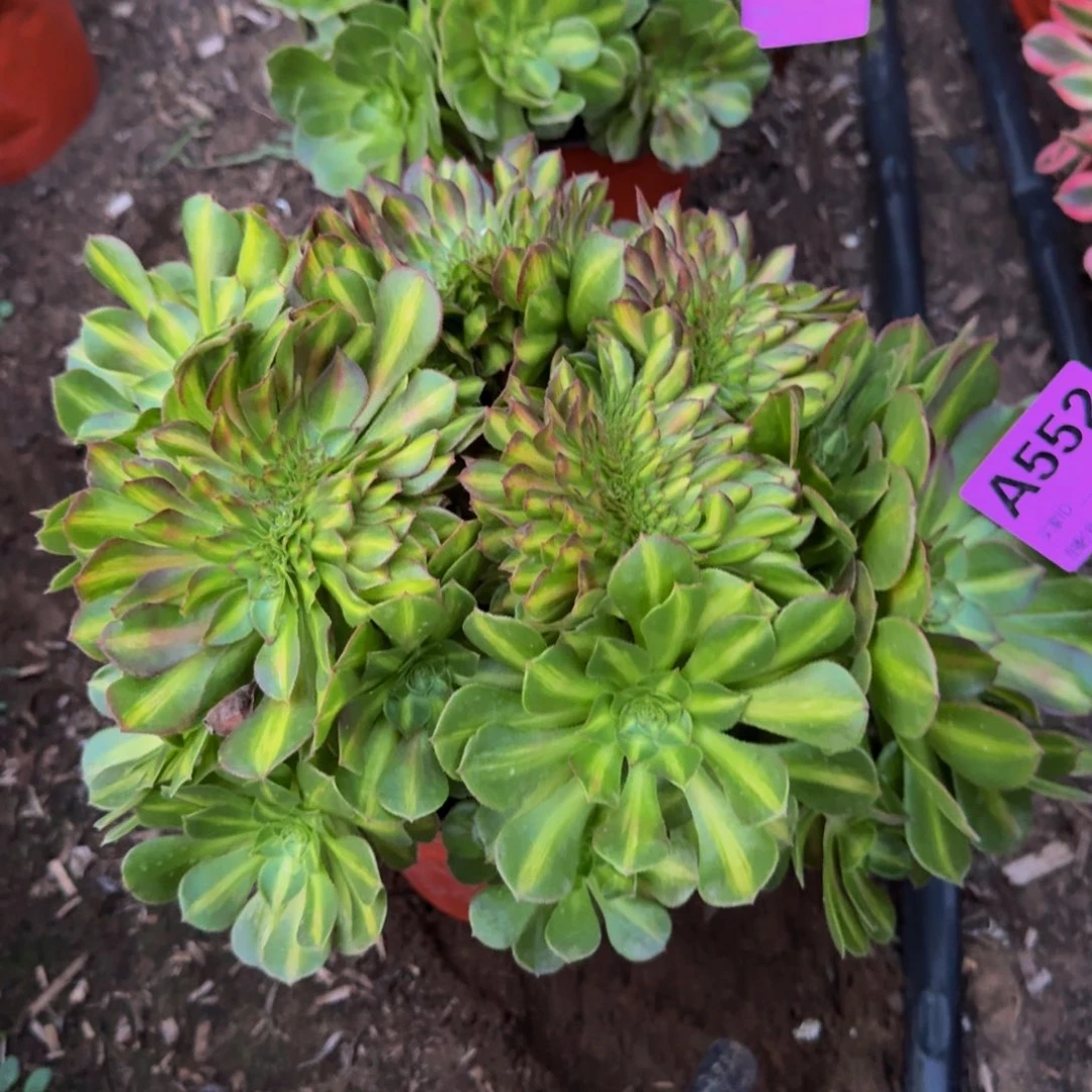 法师不包损多肉琉璃七彩缀552