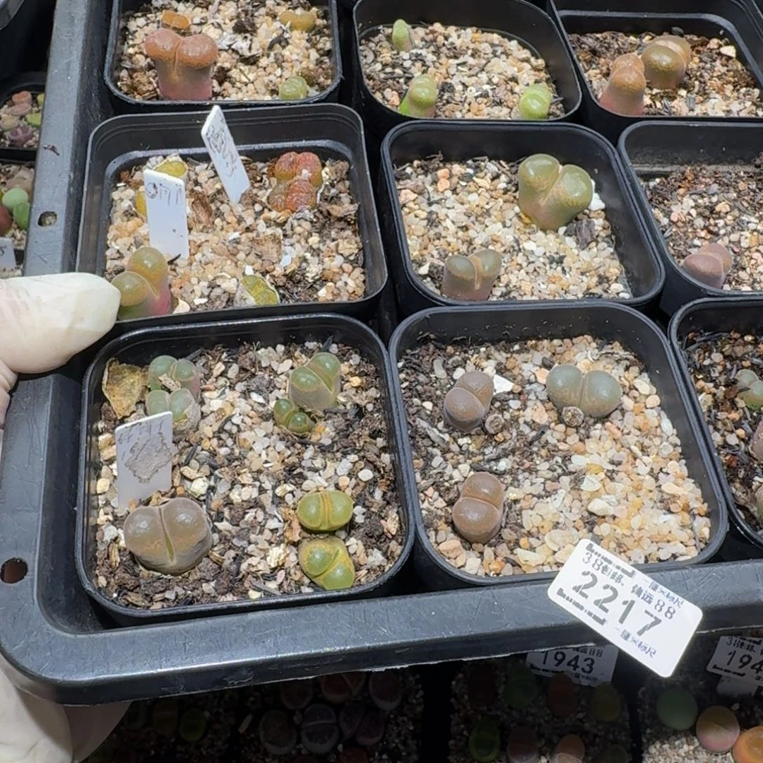 j***azzzzx生石花肉锥2217