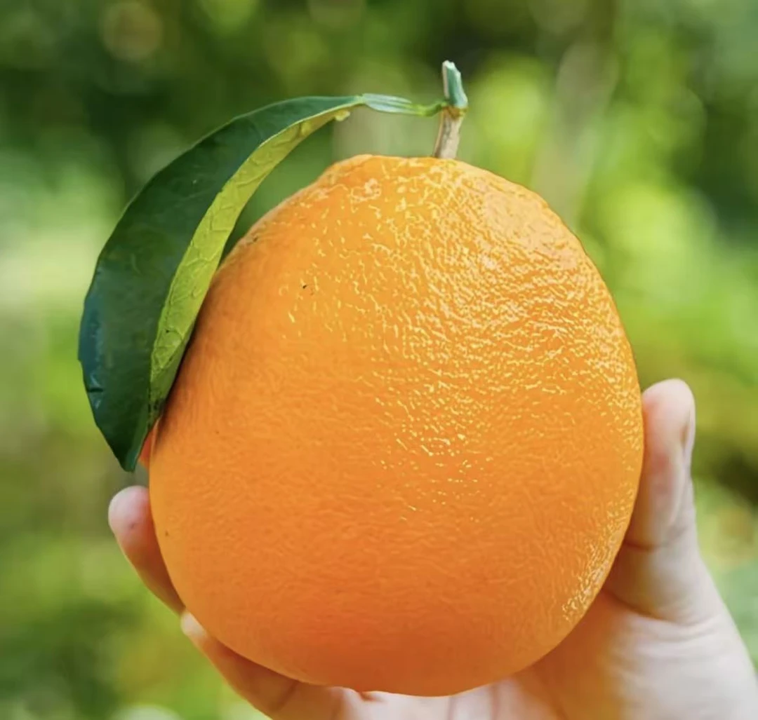 湖北正宗新鲜现摘橙子应季水果香甜当季榨汁甜橙