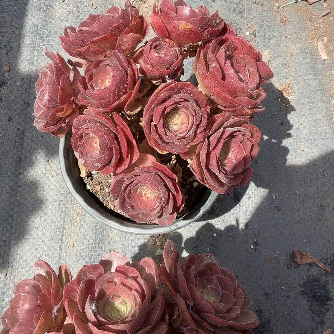 沙拉碗多肉植物精品