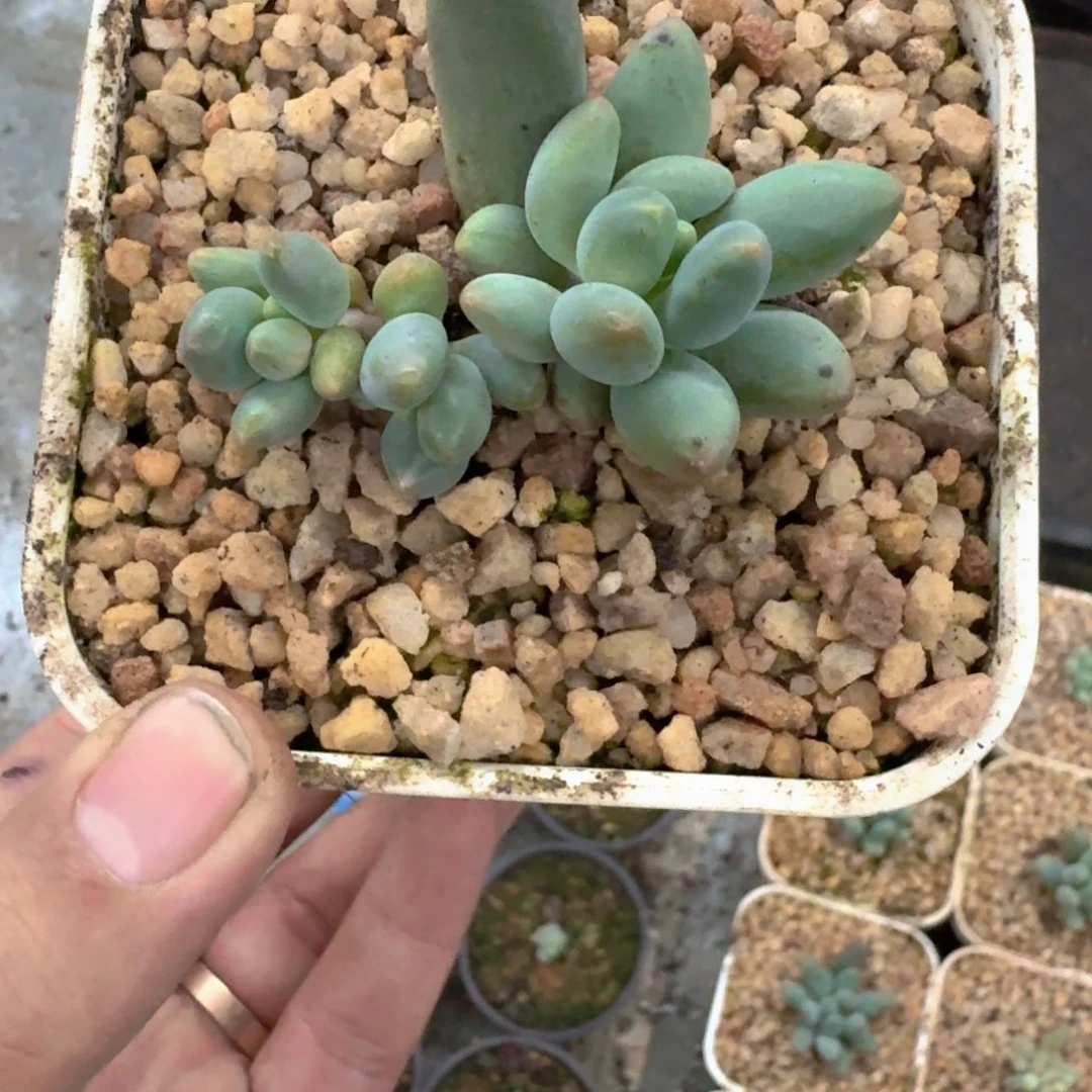 弗拉布 叶插 一物一拍