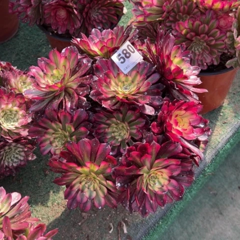 柠*580美肌朵朵多肉，