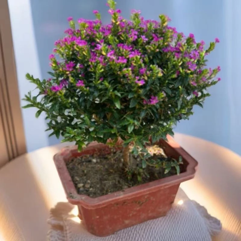 独杆棒棒糖造型满天星盆栽带花苞四季开花室内阳台好养绿植