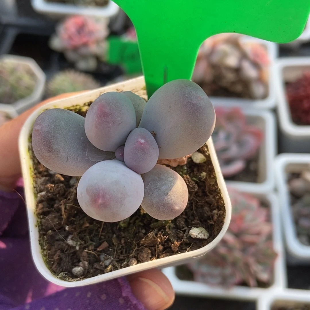 752米可奶多肉植物