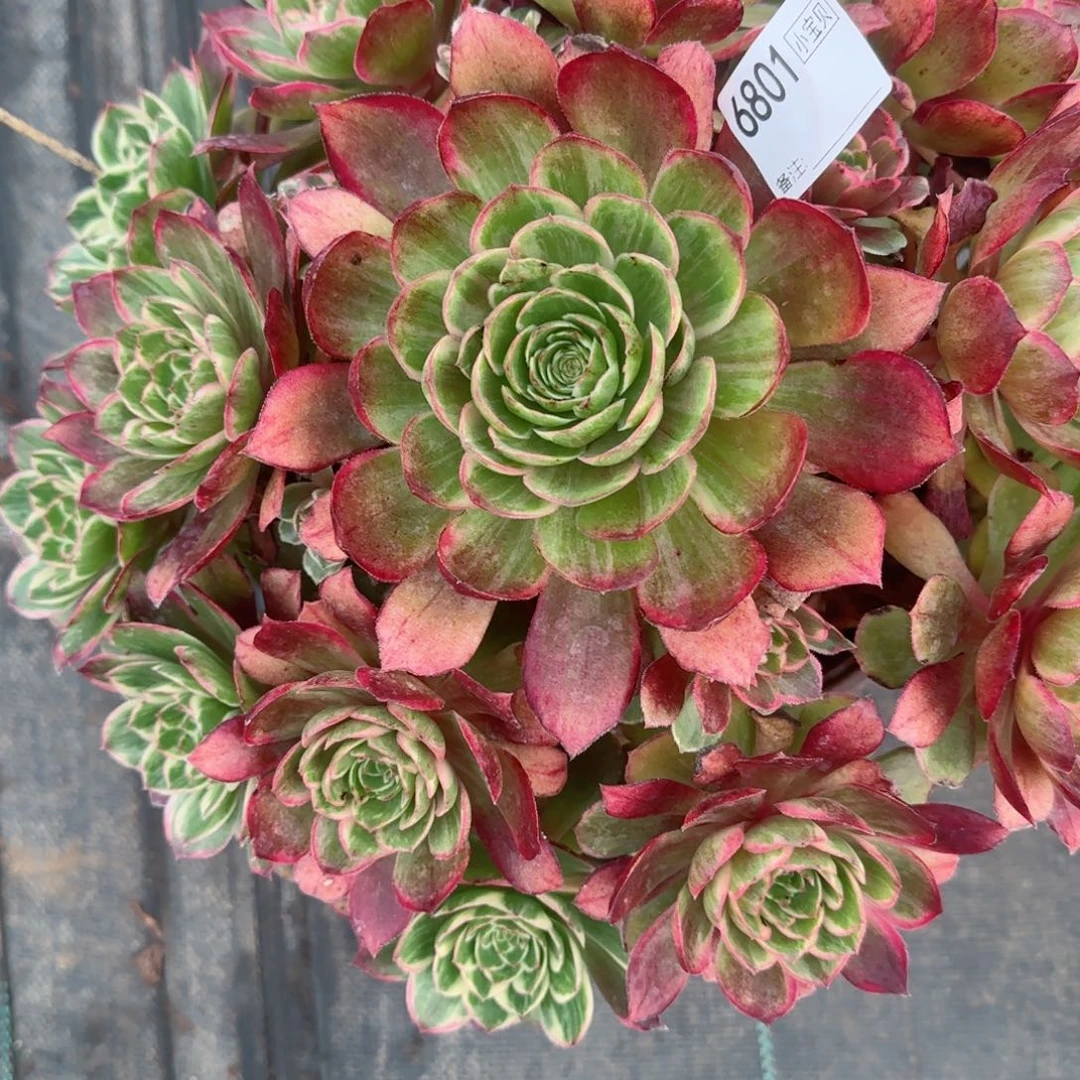 简****36801莲花座多肉多肉