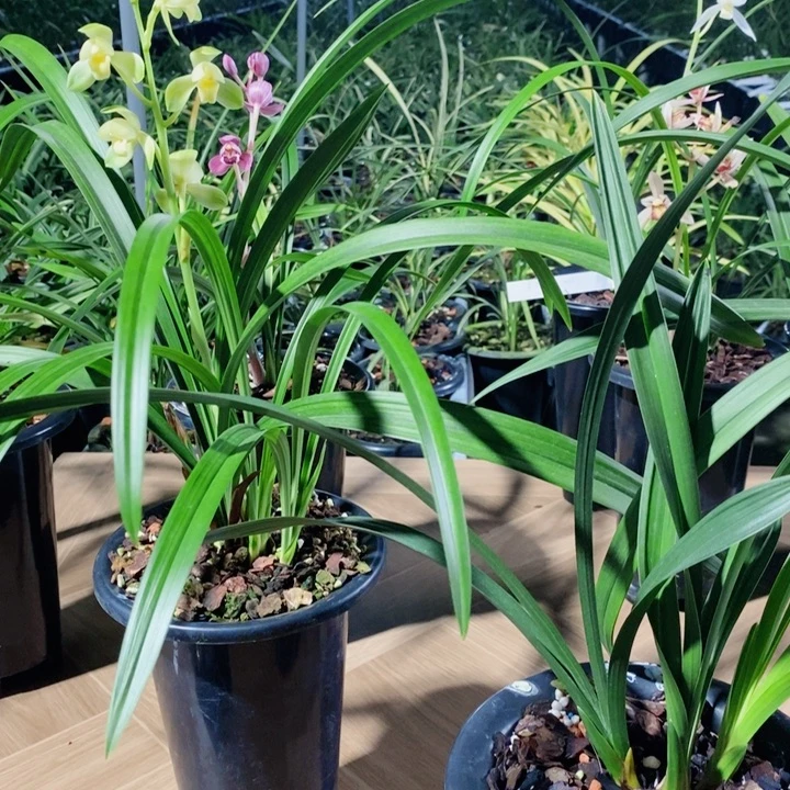 蜂***果完全开放圣黄荷好看又美