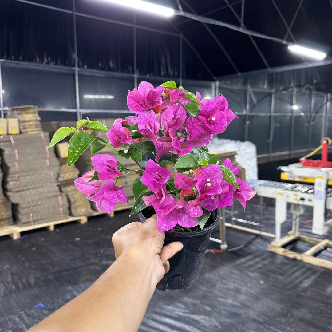 【甜西瓜】超稀有三角梅带花盆栽推荐可阳台可庭院原盆原土有根系
