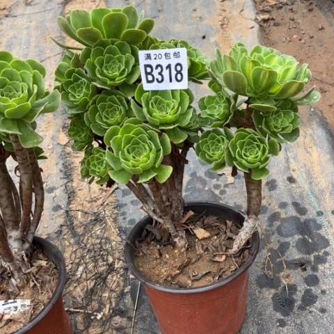 318琉璃翡翠不包断枝