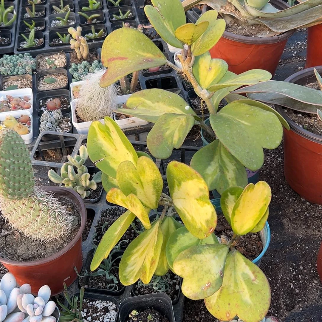 多肉植物两盆球兰