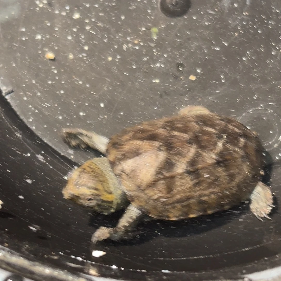 不分公母蛋龟A4全品高黄小一代红面