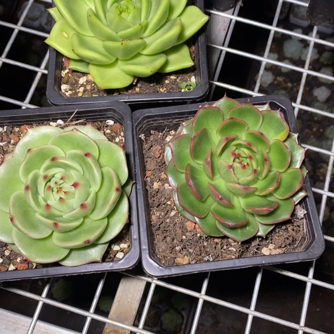默***Mx047-多肉植物 三颗