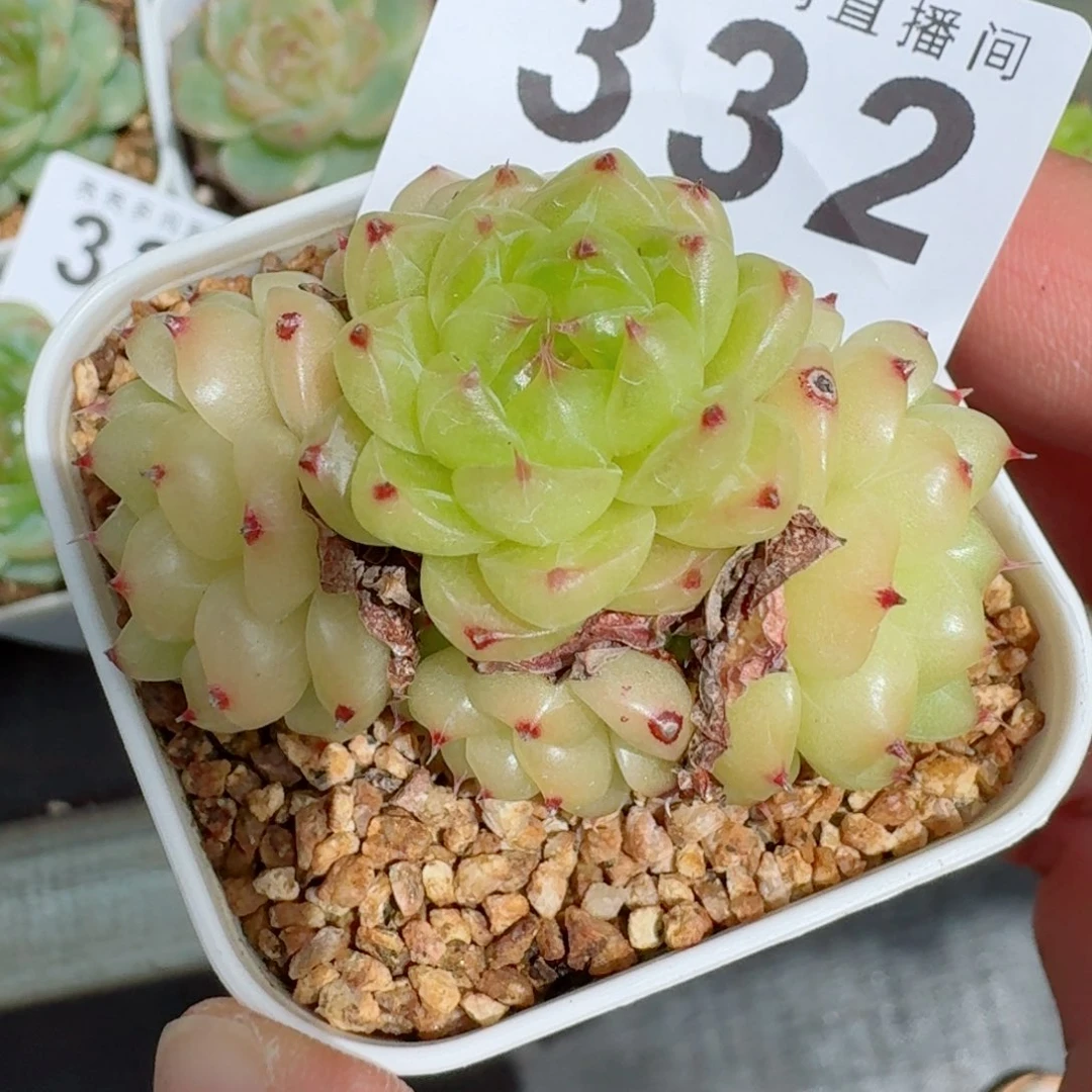 润玉            精美多肉植物