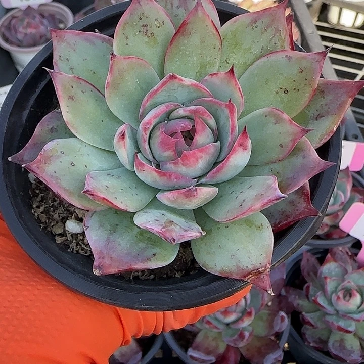 143 惊鸿仙子多肉植物7-9cm