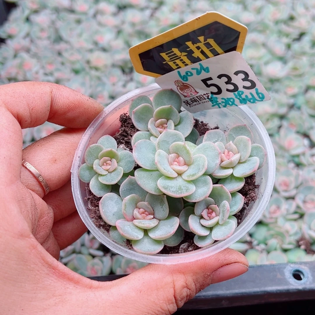 多肉植物多肉植物