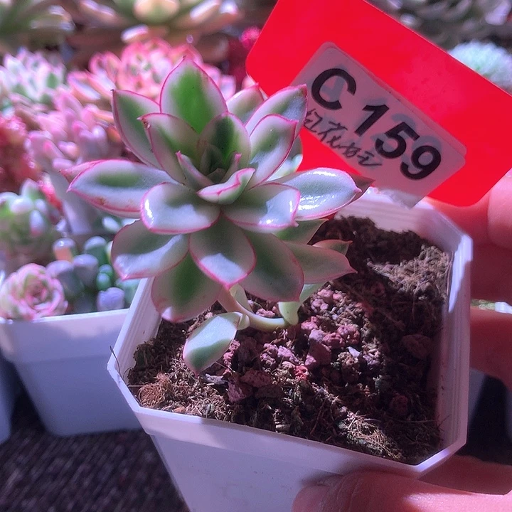 红花女王覆轮锦有根