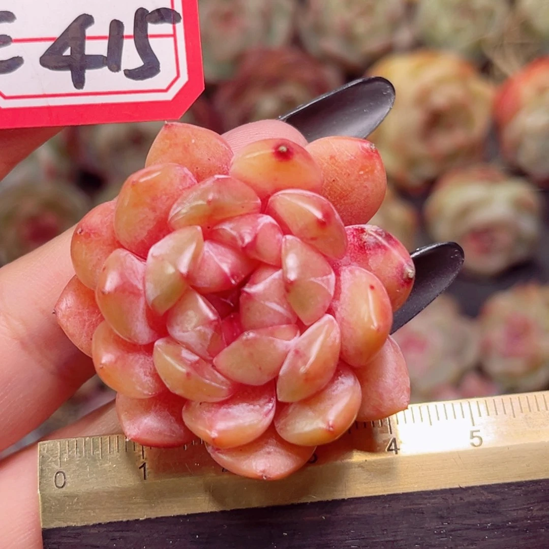 E415一物一拍 孤品珍妮