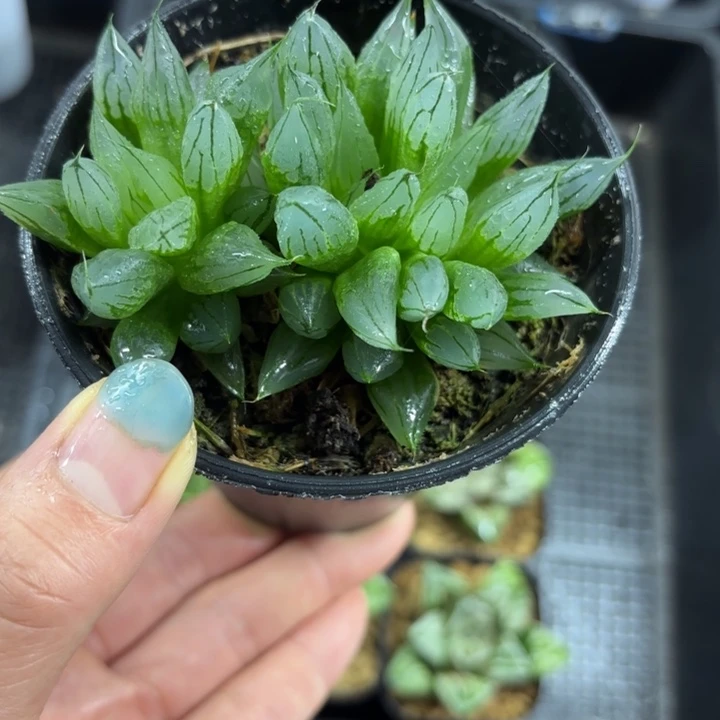 母本西亚基多肉植物