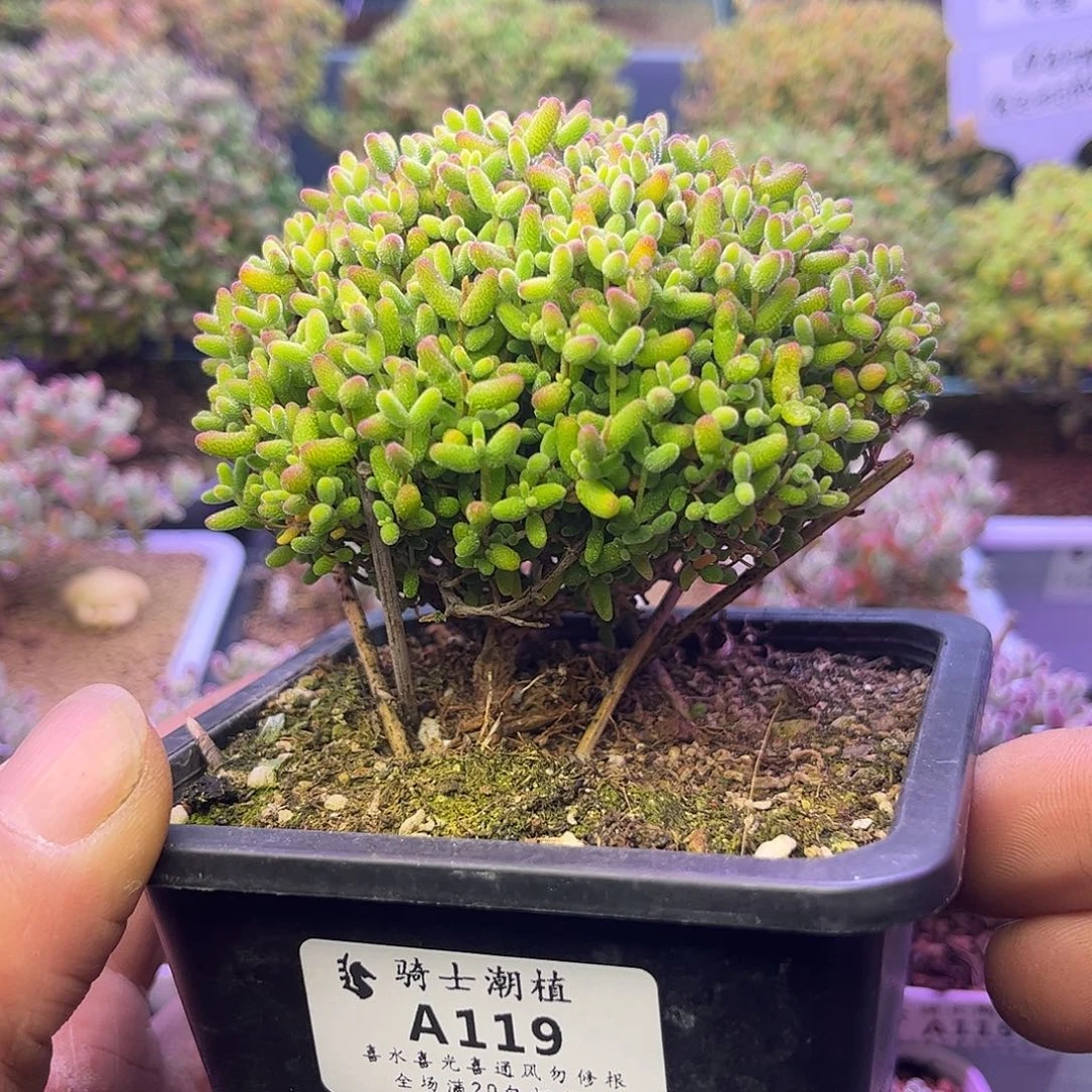 119蜜橘糖球造型桩